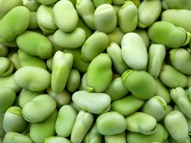 Broad Beans