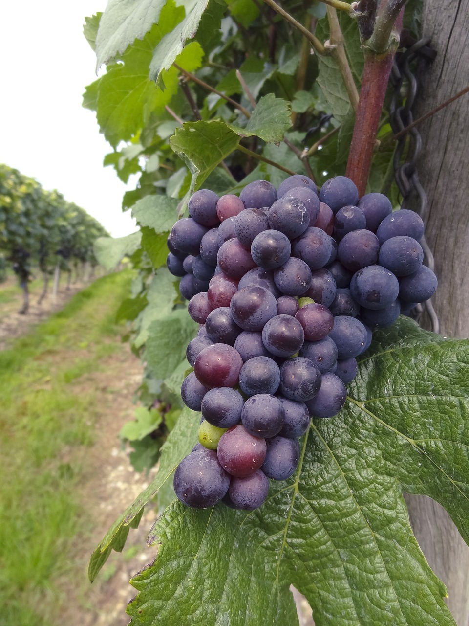 Grapes