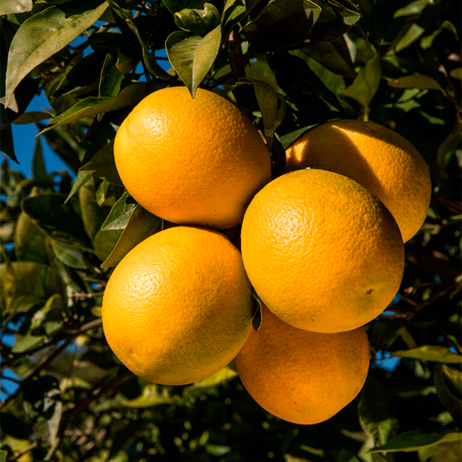 Oranges